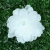 4 16" Wide White Artificial Dahlia Flowers For Wall Backdrop