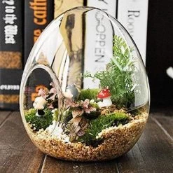 6 Egg Glass Standing Terrariums