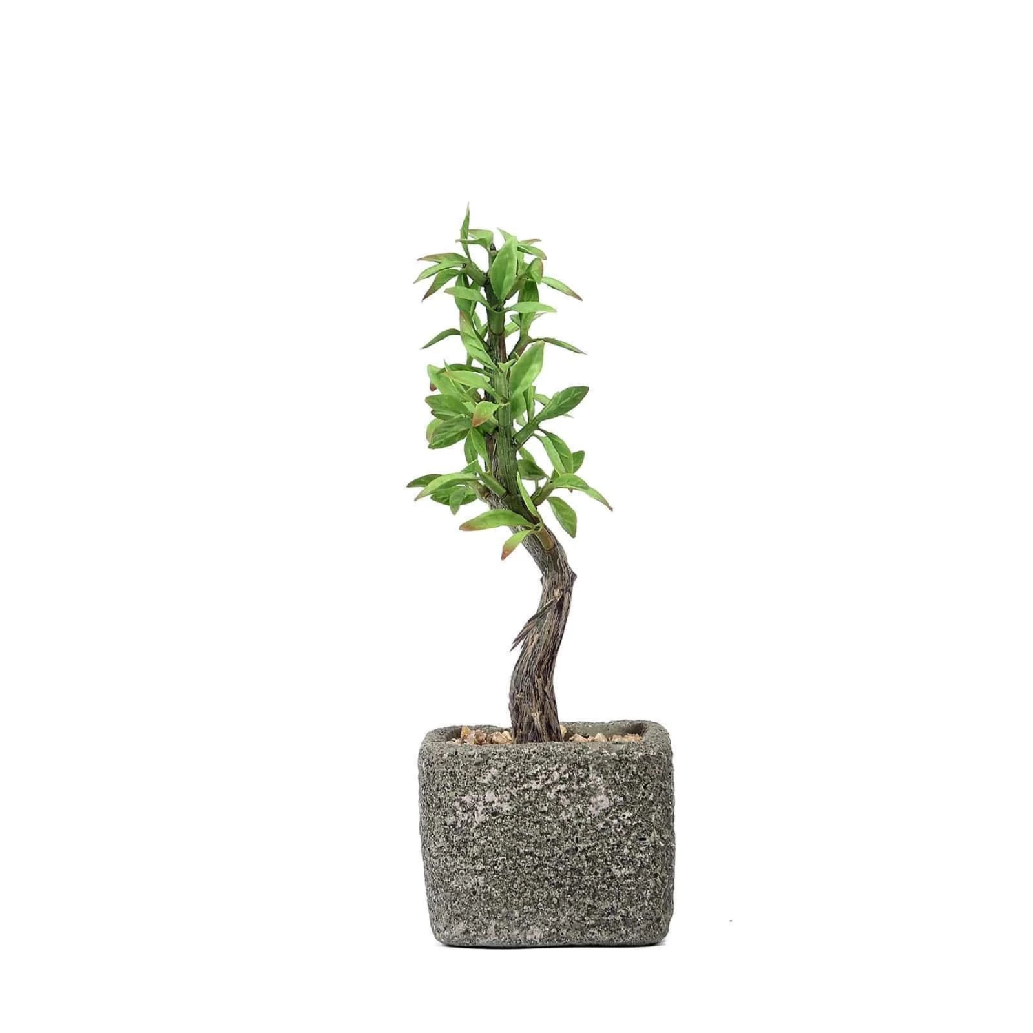 9 In Tall Concrete Planter Pot With Green Artificial Mini Willow Tree - Image 7